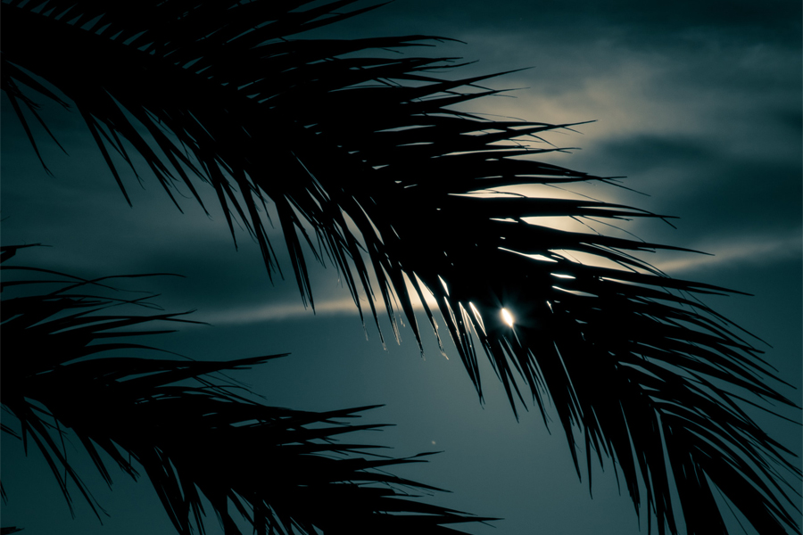 Moonlighting palm trees and moon